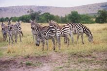 Zebras auf dem Weg zum Marafluss